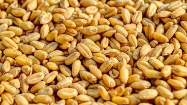 Grain exports since start of 2024/2025 MY lag behind last year's by 6 mln tonnes - Agrarian Ministry