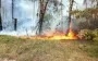 На Харківщині триває ліквідація 11 лісових пожеж