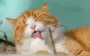 Как ваш кот может предсказать вашу судьбу: 5 примет, которые важно знать