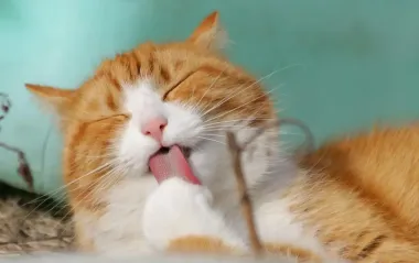 Как ваш кот может предсказать вашу судьбу: 5 примет, которые важно знать