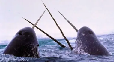 Очень особенный морской единорог: самые редкие из них рождаются с двумя бивнями (видео)