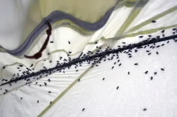 Как быстро и легко избавиться от фруктовых мошек на кухне