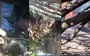 Surviving Russian soldier films his position: "Our gun’s on fire, it’s f*cked! Ammo’s detonating! Here’s our KIA — arrived yesterday.". VIDEO