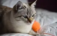 В Швейцарии пенсионерку судят за кормление соседского кота