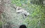 Russian assault trooper bleeds out after failed suicide attempt with grenade. VIDEO