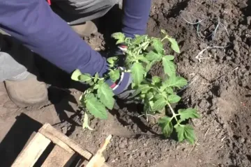 Зелений старт: що робити на ділянці у травні за місячним календарем та погодою
