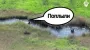 Нацгвардійці зірвали "плавучий наступ" росіян на Покровському напрямку