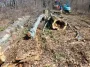 Госэкоинспекция разоблачила массовую вырубку деревьев в Житомирской области: убытки — почти 4 миллиона