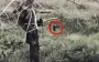 Kamikaze drone takes out Russian soldier hiding in tree. VIDEO