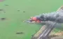 Drone operators destroy Russian IFV with troops and burn occupiers’tank. VIDEO