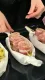 На обед или ужин: рецепт вкуснейших куриных рулетов в духовке