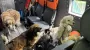 Woman living alone on her street evacuated with 12 dogs from Sumy Oblast