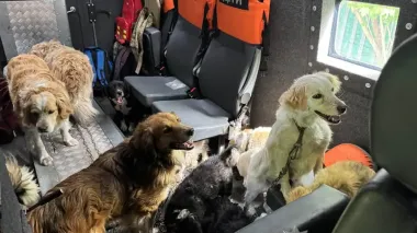 Woman living alone on her street evacuated with 12 dogs from Sumy Oblast