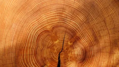Forests of Ukraine sells 93% of timber at auctions for H2 2025