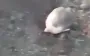 Russian soldier was buried up to his neck in ground by his henchmen for not following orders: "Shut your mouth! You shouldn’t have f#cked off!". VIDEO