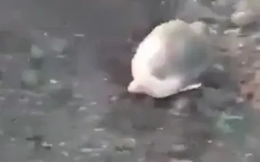 Russian soldier was buried up to his neck in ground by his henchmen for not following orders: "Shut your mouth! You shouldn’t have f#cked off!". VIDEO