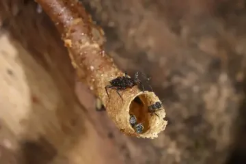 Хищные беспозвоночные используют хитрость и инструменты, чтобы заманить жертву: о чем речь