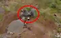 First combat use of drone with grenade launcher in Armed Forces of Ukraine. VIDEO