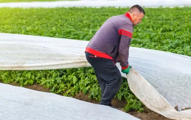 Травневі заморозки вдарили по врожаю? Які культури не витримали холоду