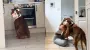 Женщина оставила без присмотра праздничный торт с собакой: по возвращении ее ожидал сюрприз