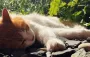 Кошка вернулась с улицы с "сюрпризом" для хозяйки на хвосте: что она нашла (видео)
