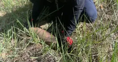 На Київщині в лісі знайшли смертоносну мінометну міну