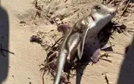 В Австралії через токсичні водорості загинули сотні морських тварин