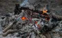 Не добриво, а магія: як попіл може принести вам подвійний урожай картоплі