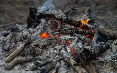 Не добриво, а магія: як попіл може принести вам подвійний урожай картоплі