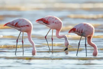 На Земле лишь одна птица способна создать торнадо в воде: зачем ей это (видео)