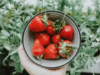 Ціни на популярну ягоду б’ють рекорди: яка причина