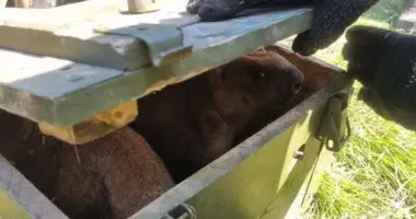 На Сумщині зловили браконьєрів, які полювали на червонокнижних бабаків