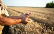 Последствия весенних заморозков ощутим осенью: что будет с урожаем-2025