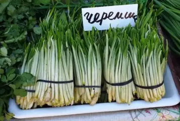 Штрафи до 10 000 за черемшу: хто ризикує залишитись без грошей