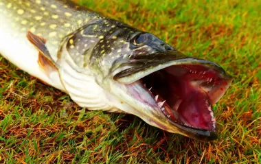 8 фактов о щуке, которые "вынесут мозг" даже опытным рыбакам