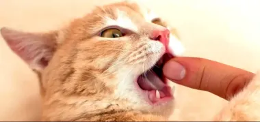 "Делаете что-то не то": ветеринарка объяснила, почему коты кусают хозяев за лодыжки (видео)