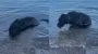 Годовалый пес стал звездой, пытаясь понять, почему нельзя лечь на воду (видео)