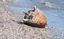 На Одесчине уничтожили российскую морскую мину