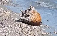 На Одещині знищили російську морську міну