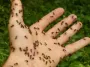 Муравьи переиграли людей: почему крошечные труженики обошли нас