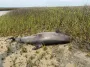 На отдаленном острове найдено "морское чудище" без головы: тому, кто забрал ее, угрожает опасность