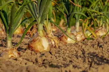 Посыпьте грядку — и лук вырастет с кулак: рецепт средства, которое передают из поколения в поколение