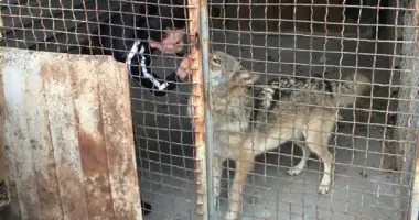 У Запоріжжі вовк утік із приватного зоопарку та розгулював містом