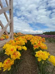 До +24: прогноз погоды в Украине на завтра, 21 мая (карта)