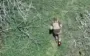 One-legged occupier hops along path. VIDEO