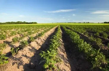 Выращивание картофеля: аграрные секреты, о которых знают не все