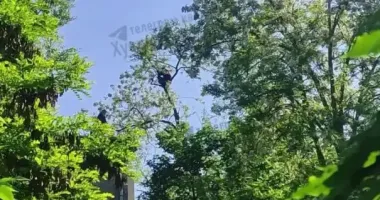 В Одесі чоловік заліз на дерево, щоб сховатися від ТЦК