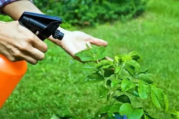Фунгіциди та інсектициди: чим відрізняються, коли застосовуються, чи можна їх змішувати