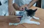 Охранники тюрьмы поймали кота, который переносил наркотики: видео