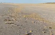 У Німеччині узбережжя засипало шматками парафіну